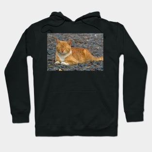 CAT IN THE GARDEN Hoodie